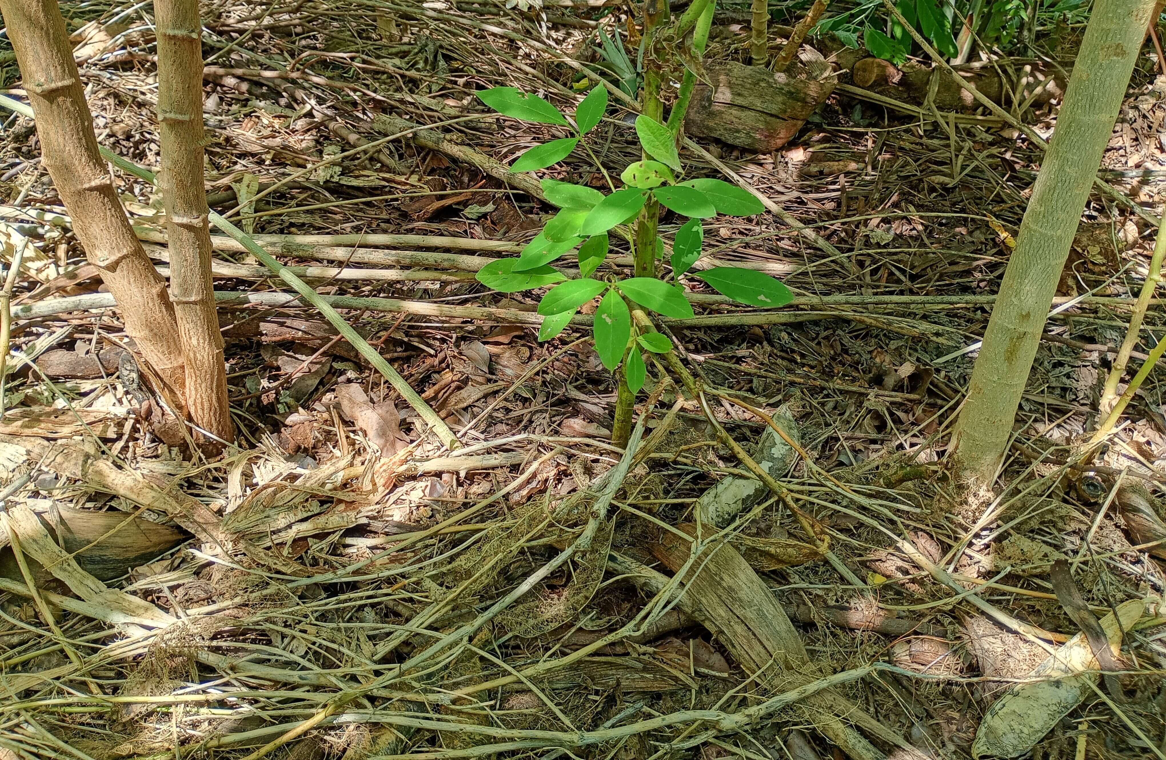 Terra plantada e coberta com matéria orgânica